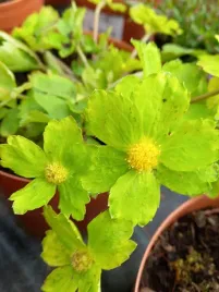 cieszynianka-wiosenna-do-cienistego-skalniaka