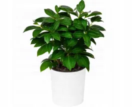 lamela-doniczk-malwa-dluto-sr-19h195-wklad-kolory