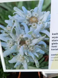 szarotka-souliego-alpina-white-na-skalniak