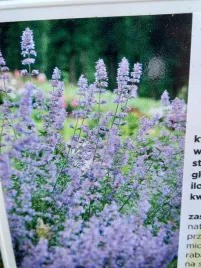 kocimietka-faassena-six-hills-giant-miododajna