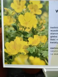 pieciornik-wielkokwiatowy-na-skalniak