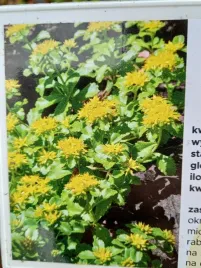 rozchodnik-kamczacki-na-skalniak