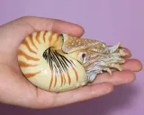 nautilus-pompilius-plec-chlopcy-dziewczynki