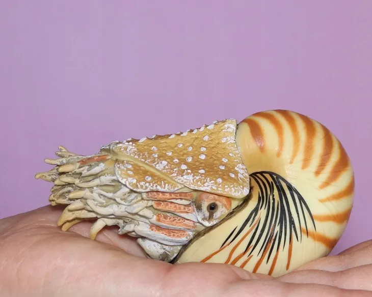 nautilus-pompilius-marka-collecta