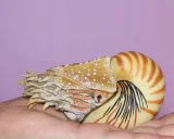 nautilus-pompilius-marka-collecta