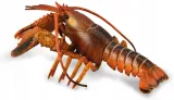homar-collecta-stan-nowy