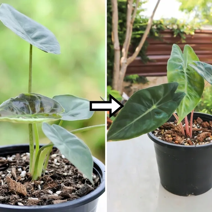 efeutute n joy Pothos N'Joy – Kompakte Pflanze mit ausgeprägter Panaschierung – Monjungle