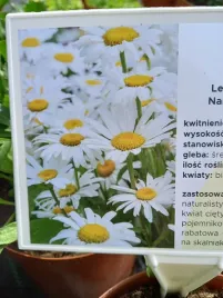 jastrun-wielki-silberprinzesschen-miododajny