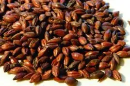 slod-brown-180-190-ebc-05-kg-fawcett