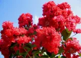 lagerstroemia-czerwona-red-imperator-p9