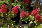 lagerstroemia-czerwona-red-imperator-p9-rodzaj-rosliny-inny