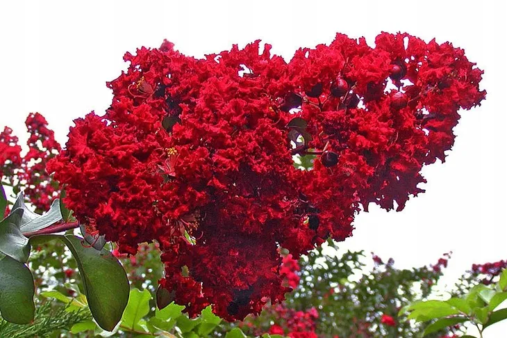 lagerstroemia-czerwona-red-imperator-p9-rodzaj-rosliny-inny