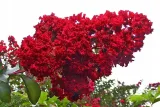 lagerstroemia-czerwona-red-imperator-p9-rodzaj-rosliny-inny