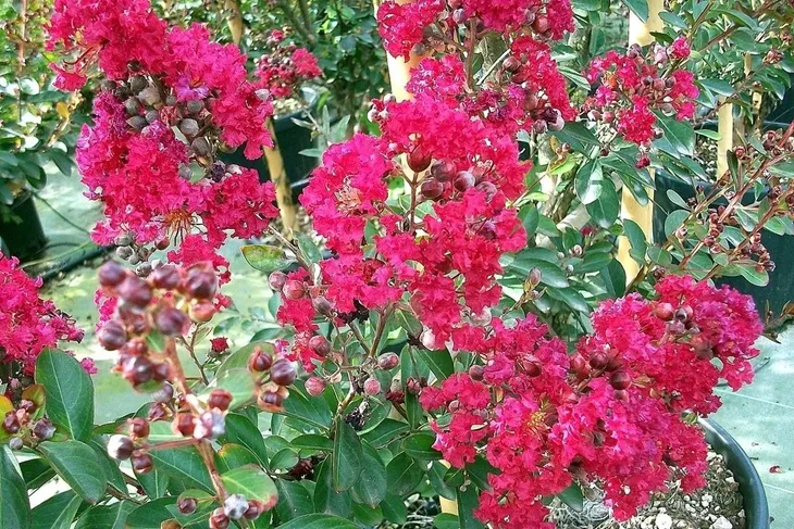 lagerstroemia-czerwona-red-imperator-p9-rodzaj-rosliny-inny