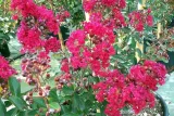 lagerstroemia-czerwona-red-imperator-p9-rodzaj-rosliny-inny