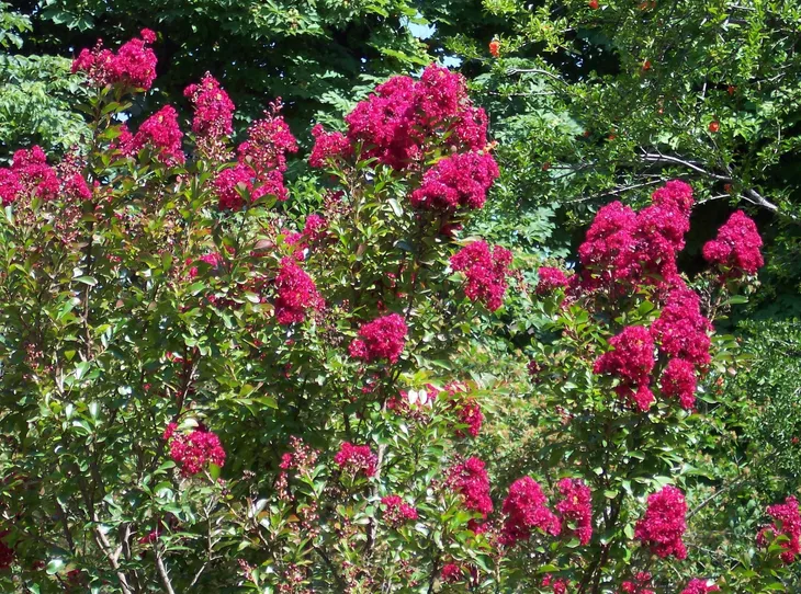 lagerstroemia-czerwona-red-imperator-p9-rodzaj-rosliny-inny