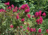 lagerstroemia-czerwona-red-imperator-p9-rodzaj-rosliny-inny