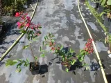 lagerstroemia-czerwona-red-imperator-p9-rodzaj-rosliny-inny