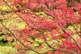 klon-palmowy-deshojo-40-60cm-c2-rodzaj-rosliny-klony