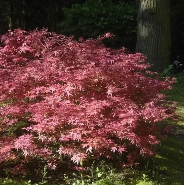klon-palmowy-deshojo-40-60cm-c2-rodzaj-rosliny-klony