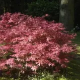klon-palmowy-deshojo-40-60cm-c2-rodzaj-rosliny-klony