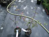 klon-palmowy-deshojo-40-60cm-c2-rodzaj-rosliny-klony