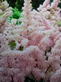 tawulka-arendsa-peach-blossom-na-cienisty-skalniak