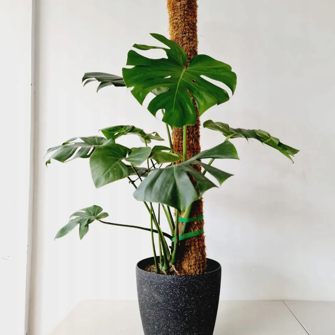 sind monstera giftig Tipps zur Pflege deiner Pflanze : Monstera deliciosa – PflanzenFuerAlle main image 1