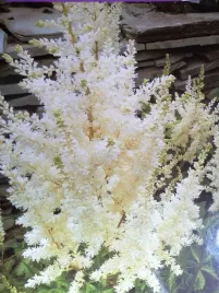 tawulka-arendsa-deutschland-do-cienistego-zakatka