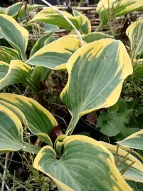 funkia-first-frost-hosta-ozdobne-liscie