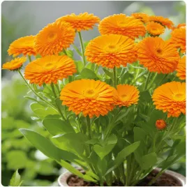 nagietek-lekarski-nasiona-kwiaty-roslina-miododajna-ozdobna-lecznicza-100g