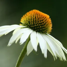 rudbekia-jezowka-biala-miododajna-bylina-nasiona