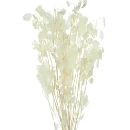 suszona-lunaria-perlowa-judaszowe-srebrniki-bukiet