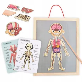 drewniane-puzzle-magnetyczne-nauka-anatomii-cialo-mamabrum