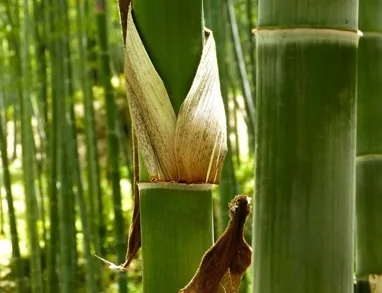 Bambus Trzcinowy  Olbrzymi (Bambusa Arundinacea) nasiona 5 sztuk   185388458 - ERLI.pl