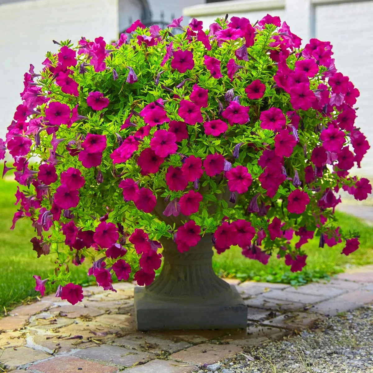 petunia-925orenge♡ Petunia x hybrida King Hearts White-Red - Schneider BV