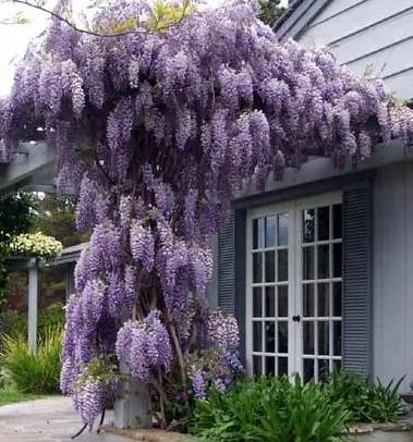 GLICYNIA CHISKA WISTERIA SINENSIS WISZCE ZASLONY - NASIONA 1 sztuka   185390349 - ERLI.pl