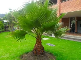 palma-do-ogrodu-washingtonia-robusta-3-nasiona