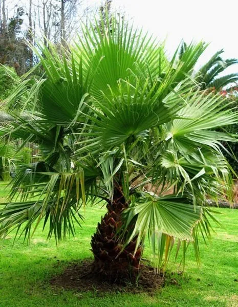 palma-do-ogrodu-washingtonia-robusta-3-nasiona-styl-ogrod-japonski-ogrod-nowoczesny-ogrod-skalny-ogrod-srodziemnomorski-ogrod-wiejski