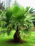 palma-do-ogrodu-washingtonia-robusta-3-nasiona-styl-ogrod-japonski-ogrod-nowoczesny-ogrod-skalny-ogrod-srodziemnomorski-ogrod-wiejski