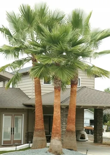 palma-do-ogrodu-washingtonia-robusta-3-nasiona-waga-z-opakowaniem-0-003-kg