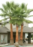 palma-do-ogrodu-washingtonia-robusta-3-nasiona-waga-z-opakowaniem-0-003-kg