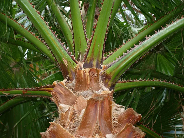 palma-do-ogrodu-washingtonia-robusta-3-nasiona-cykl-rozwojowy-rosliny-wieloletnia