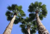 palma-do-ogrodu-washingtonia-robusta-3-nasiona-kolor-kwiatow-zolte