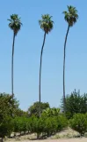 palma-do-ogrodu-washingtonia-robusta-3-nasiona-kod-producenta-wr25082022