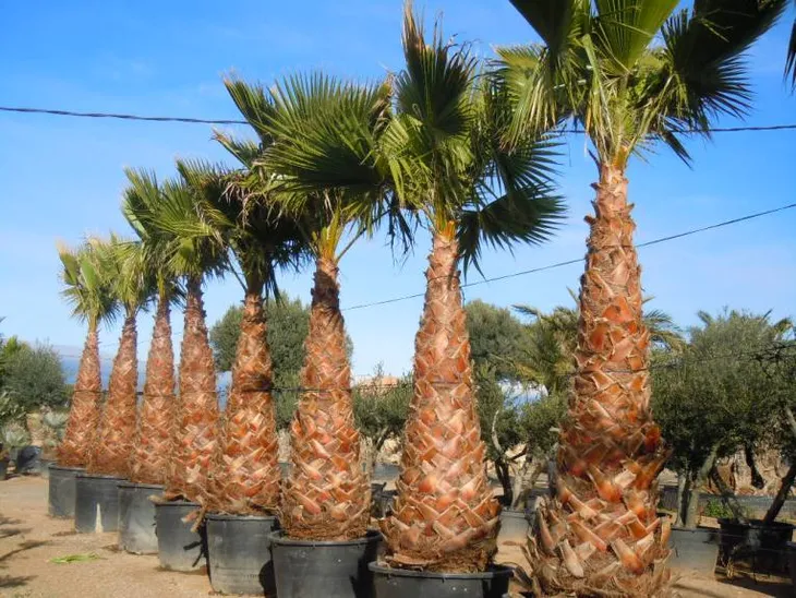 palma-do-ogrodu-washingtonia-robusta-3-nasiona-odmiana-washingtonia-robusta