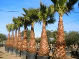 palma-do-ogrodu-washingtonia-robusta-3-nasiona-odmiana-washingtonia-robusta