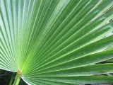 palma-do-ogrodu-washingtonia-robusta-3-nasiona-marka-inna