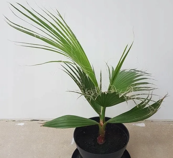 palma-do-ogrodu-washingtonia-robusta-3-nasiona-cechy-charakterystyczne-lubiace-slonce-oczyszczajace-powietrze-proste-w-pielegnacji-przyjazne-dla-zwierzat-rzadko-spotykane