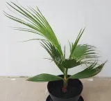 palma-do-ogrodu-washingtonia-robusta-3-nasiona-cechy-charakterystyczne-lubiace-slonce-oczyszczajace-powietrze-proste-w-pielegnacji-przyjazne-dla-zwierzat-rzadko-spotykane